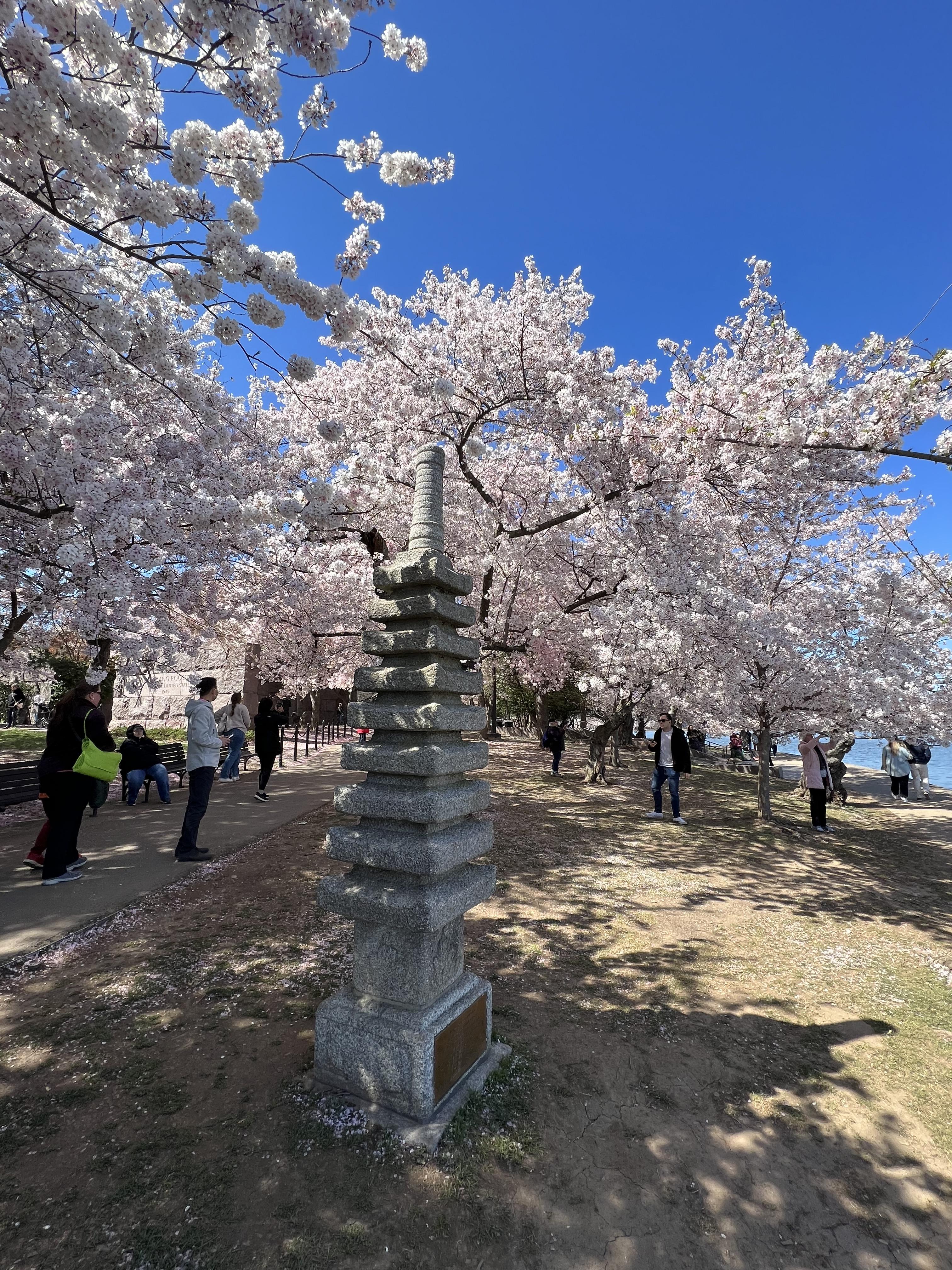 Blossom 1